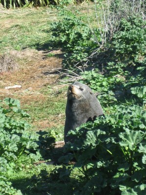262_KK_seal_ohne_heidi.JPG