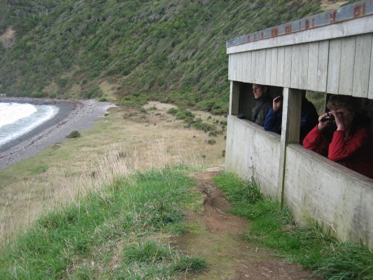216_Catlins_observe.JPG