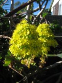 307_Mount_flowerEugen.JPG